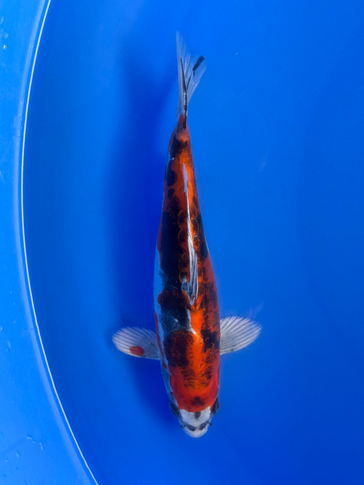 Yamato Nishiki