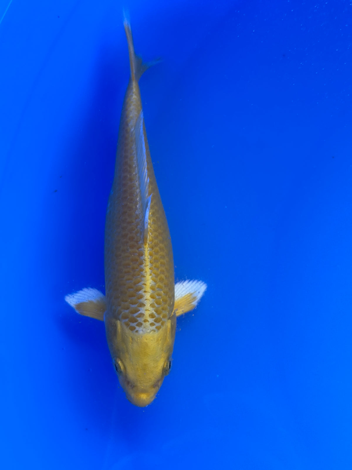 Yamabuki Ogon
