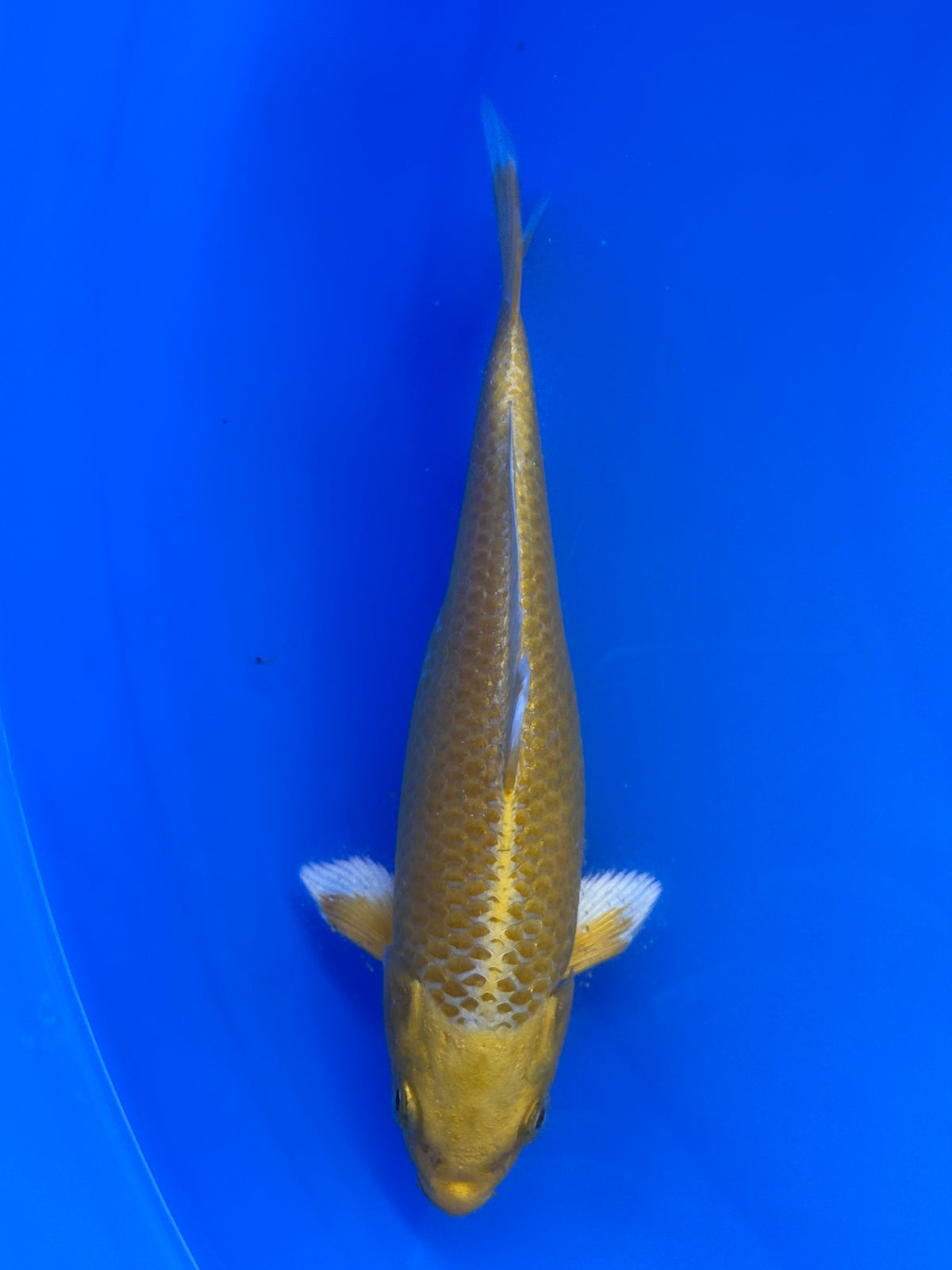 Yamabuki Ogon