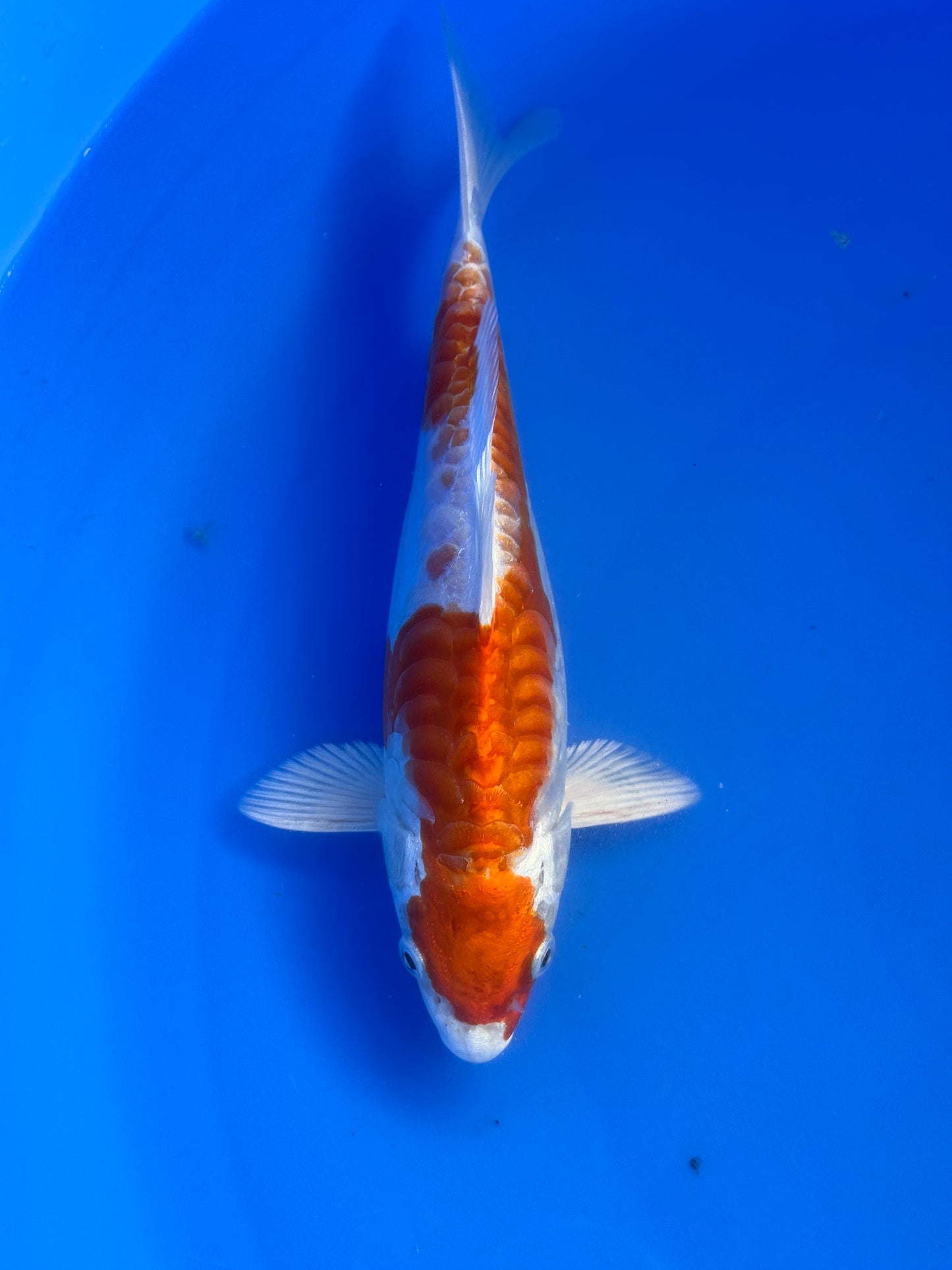 Aragoke Kikusui