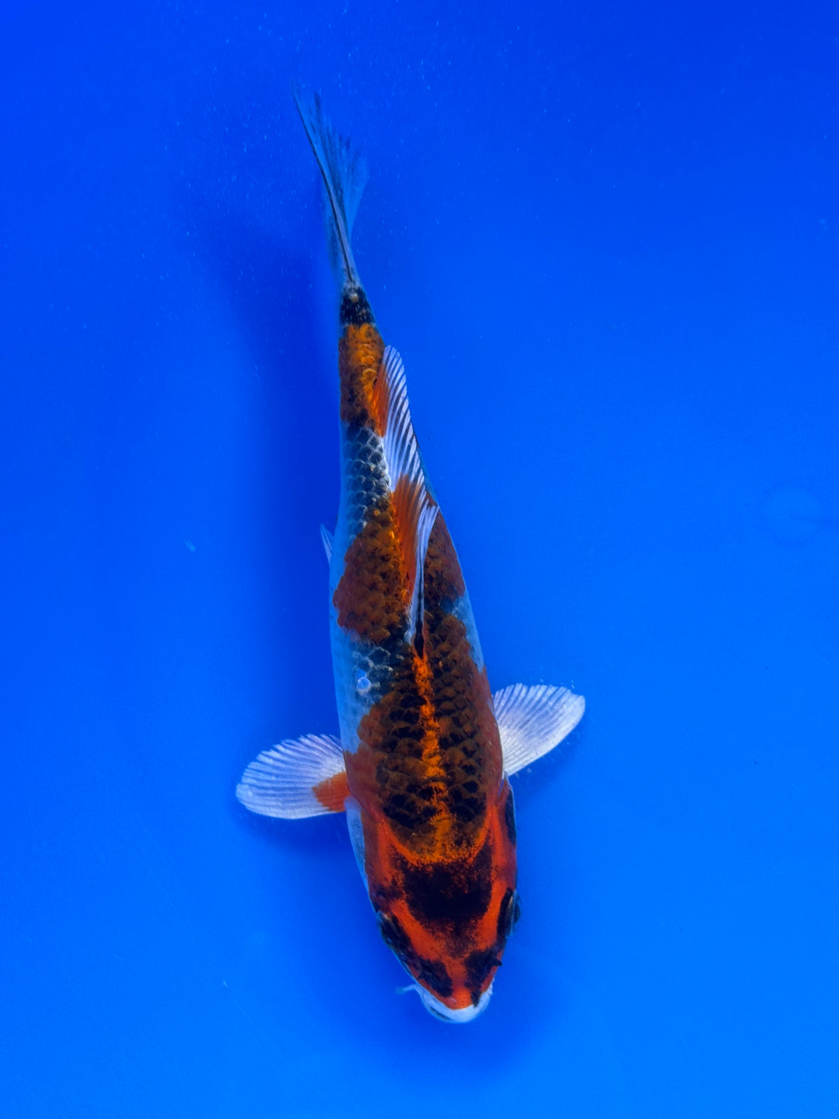 Yamato Nishiki