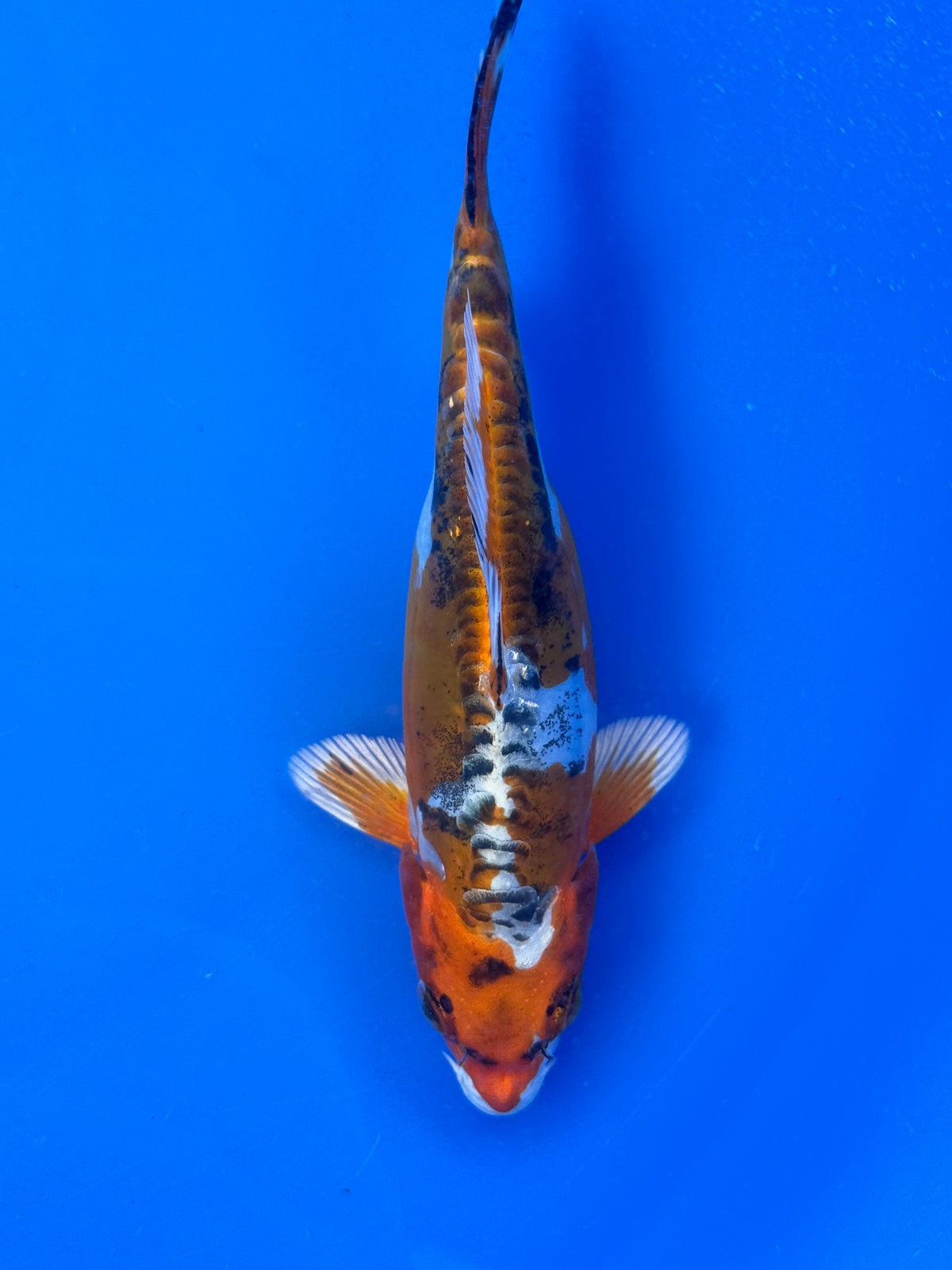 Beni Kikokuryu