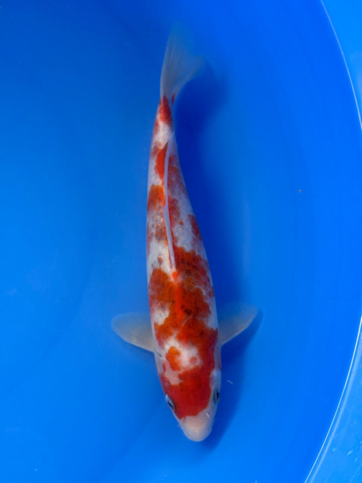 Budo Goromo