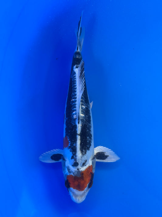 Maruten Beni Kikokuryu