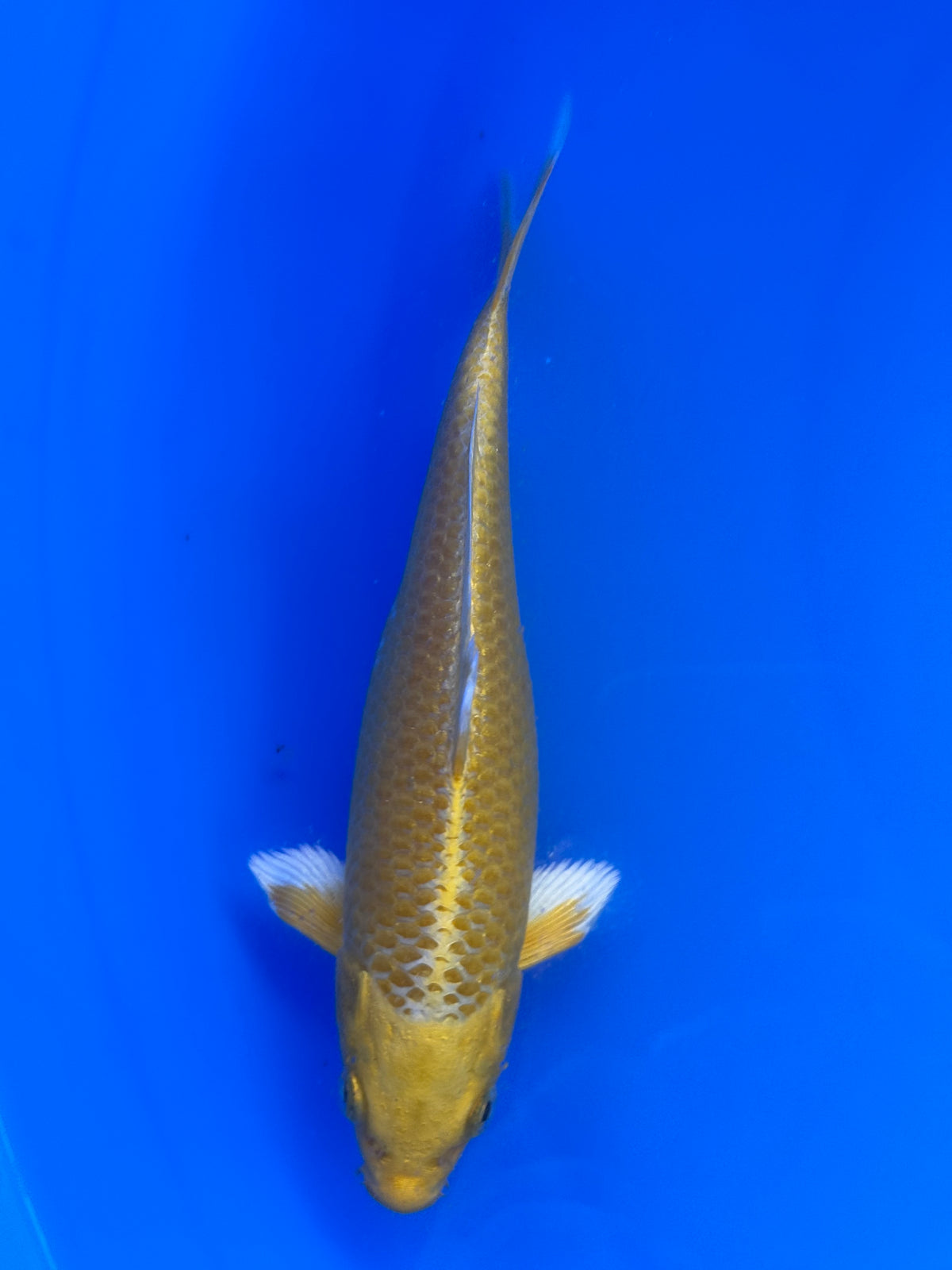 Yamabuki Ogon
