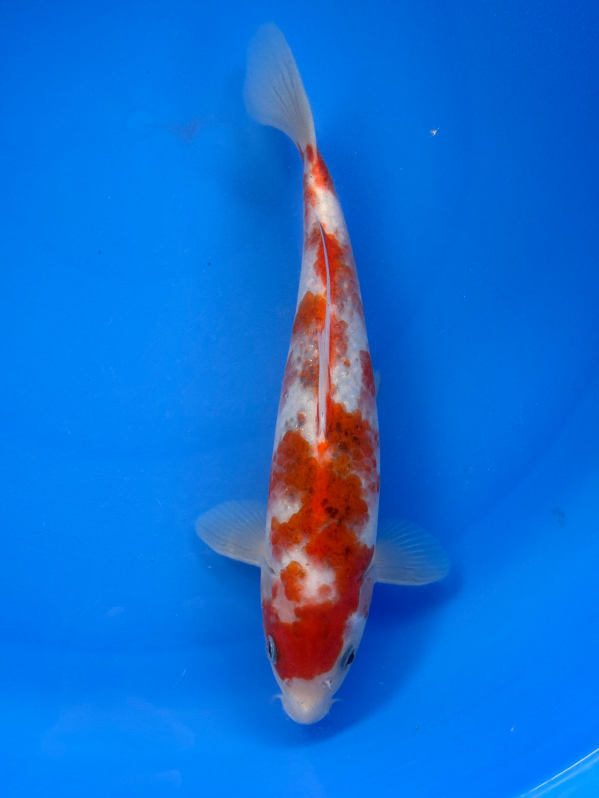 Budo Goromo