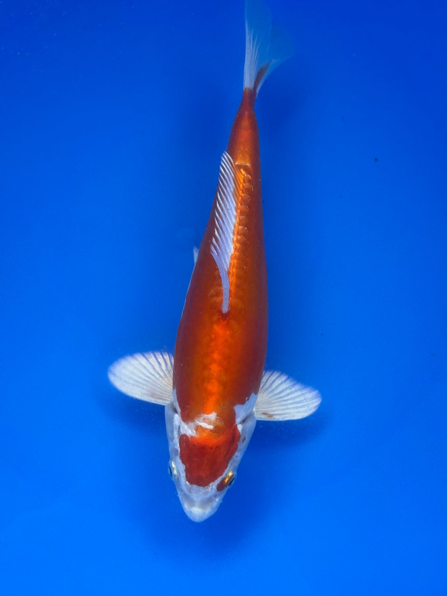 Kikusui