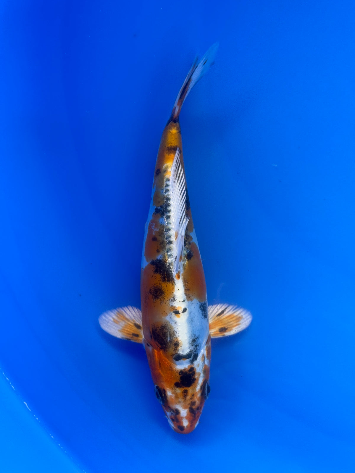 Beni Kikokuryu
