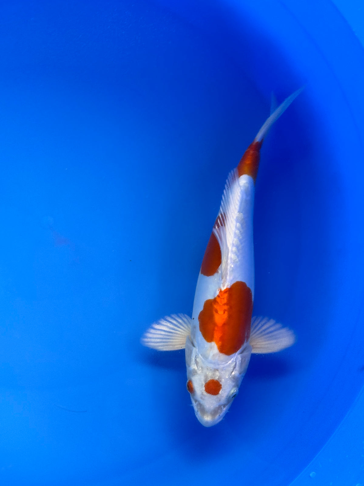 Maruten Kikusui