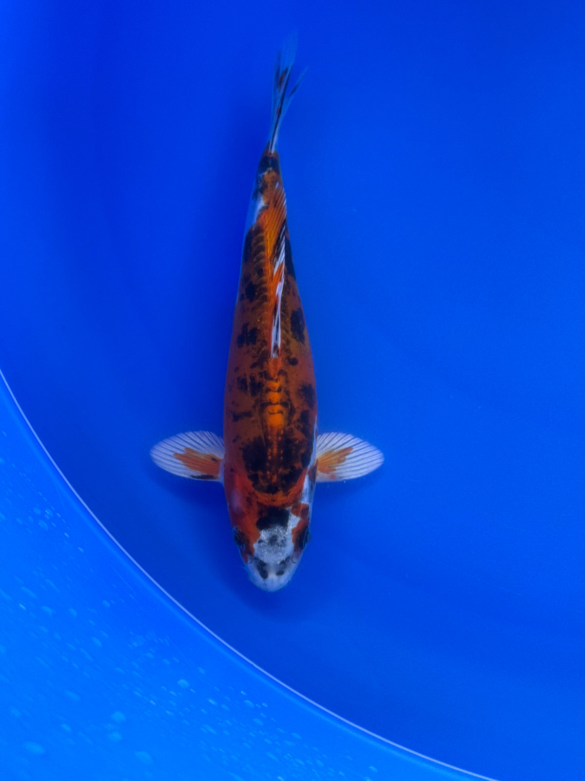 Yamato Nishiki