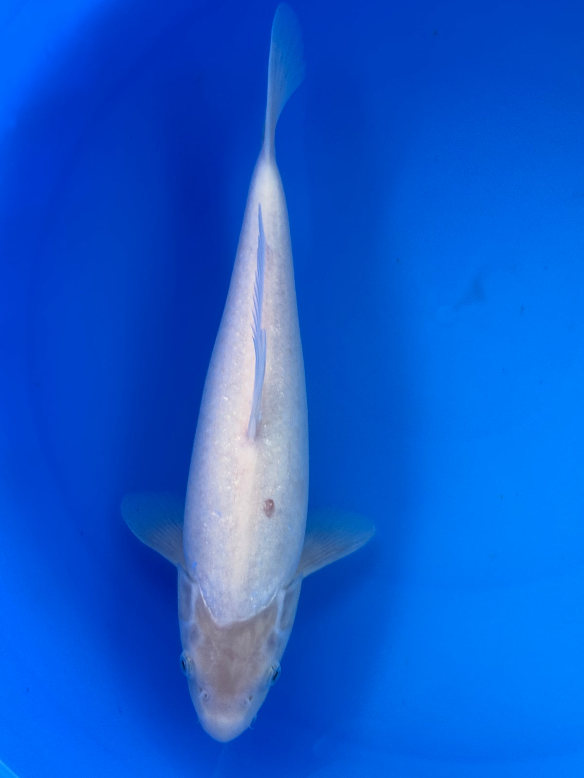 Kohaku