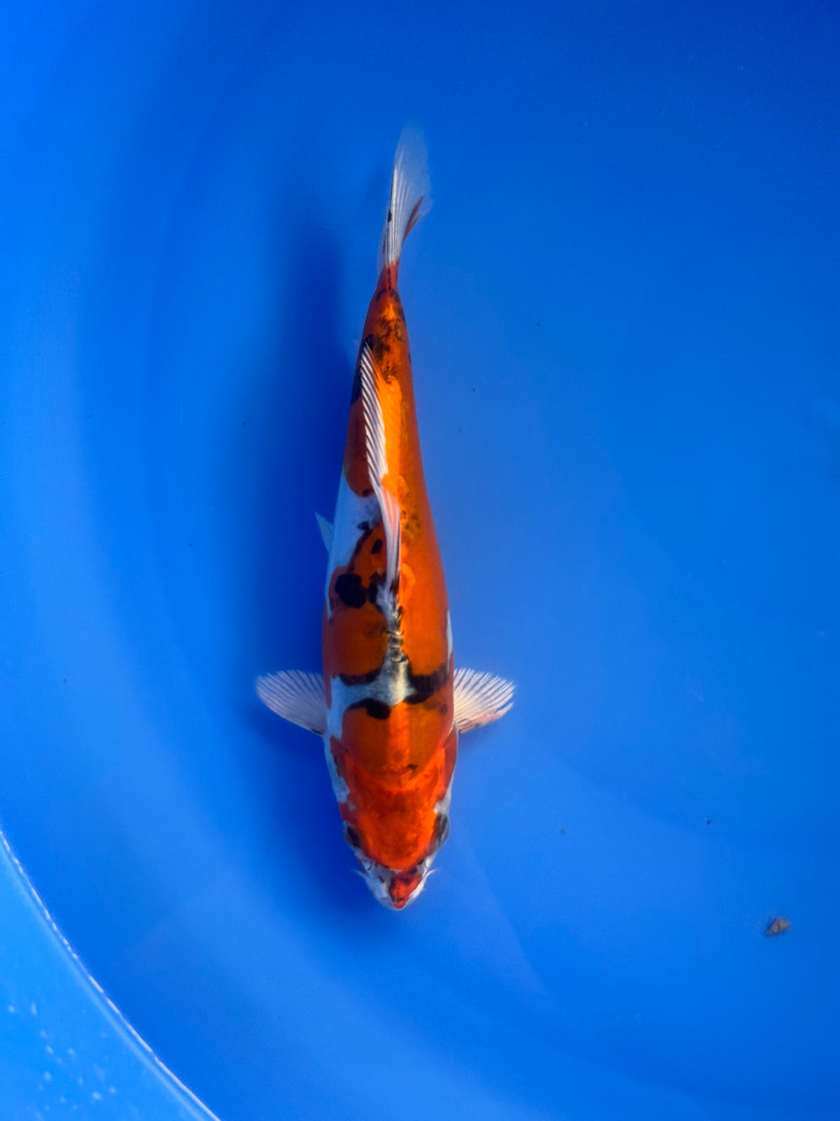 Yamato Nishiki