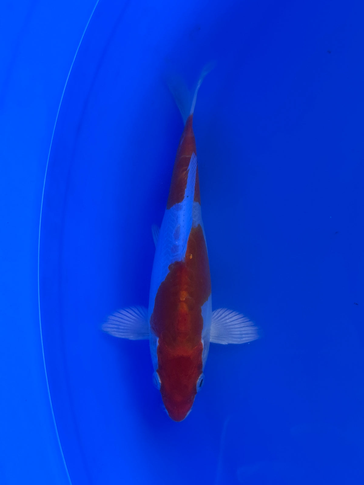 Kikusui