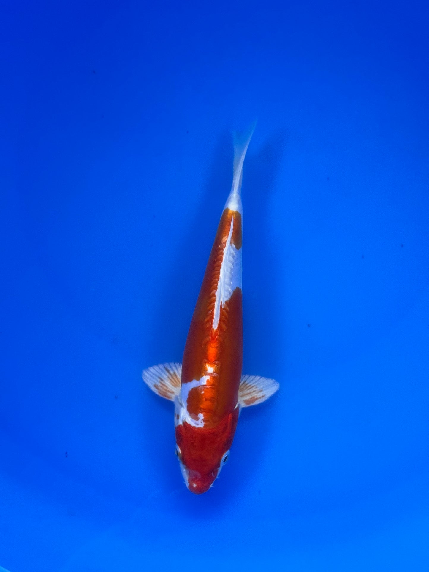 Kikusui