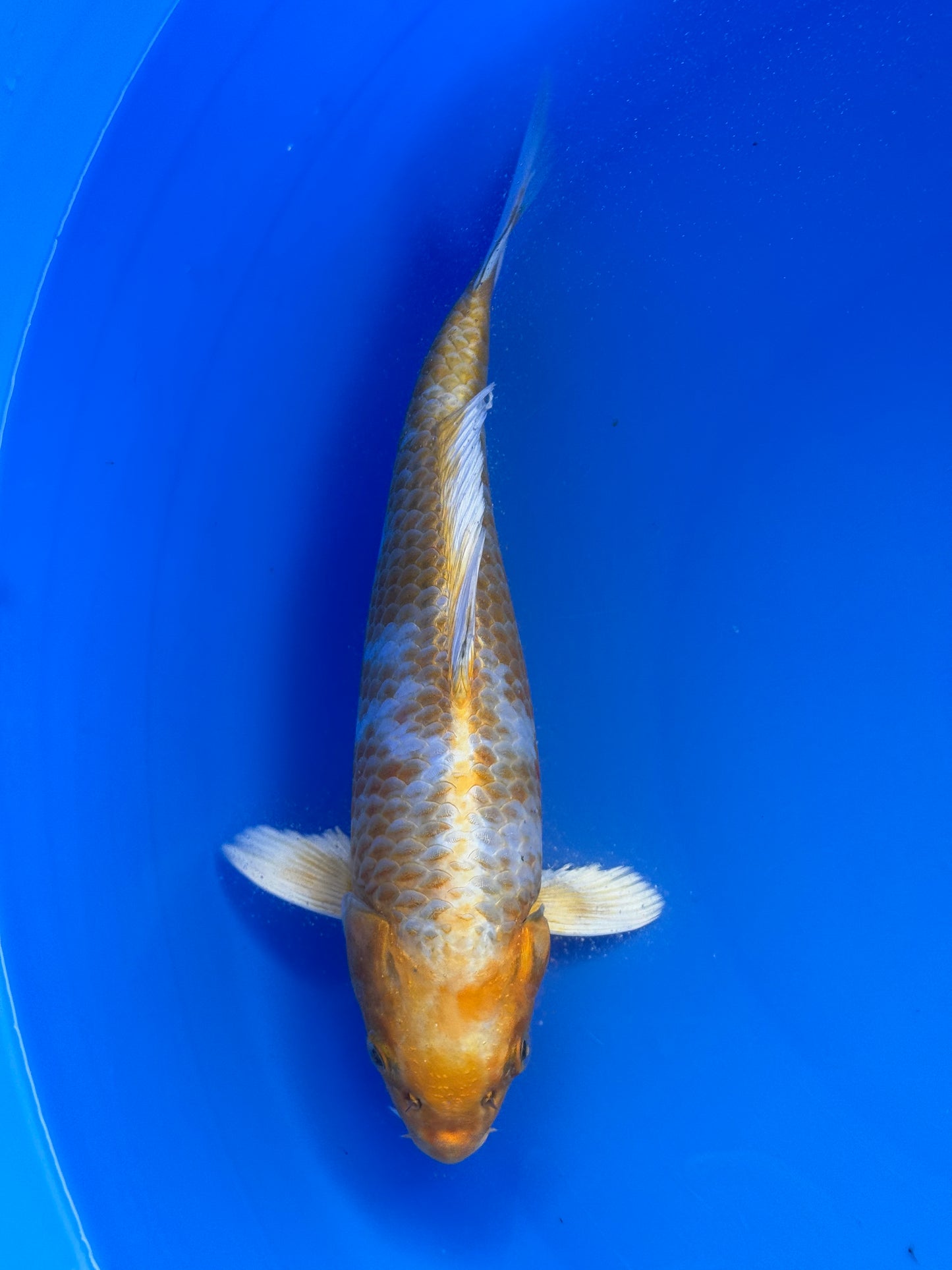 Hariwake
