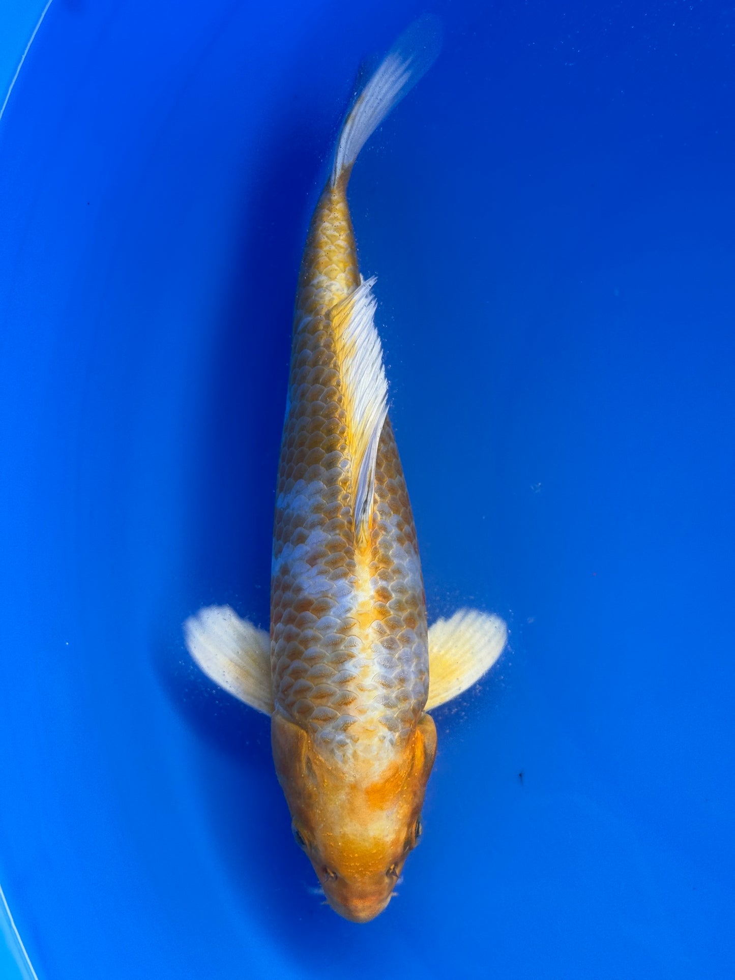 Hariwake