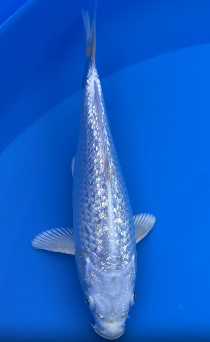 Gin Rin Platinum Ogon