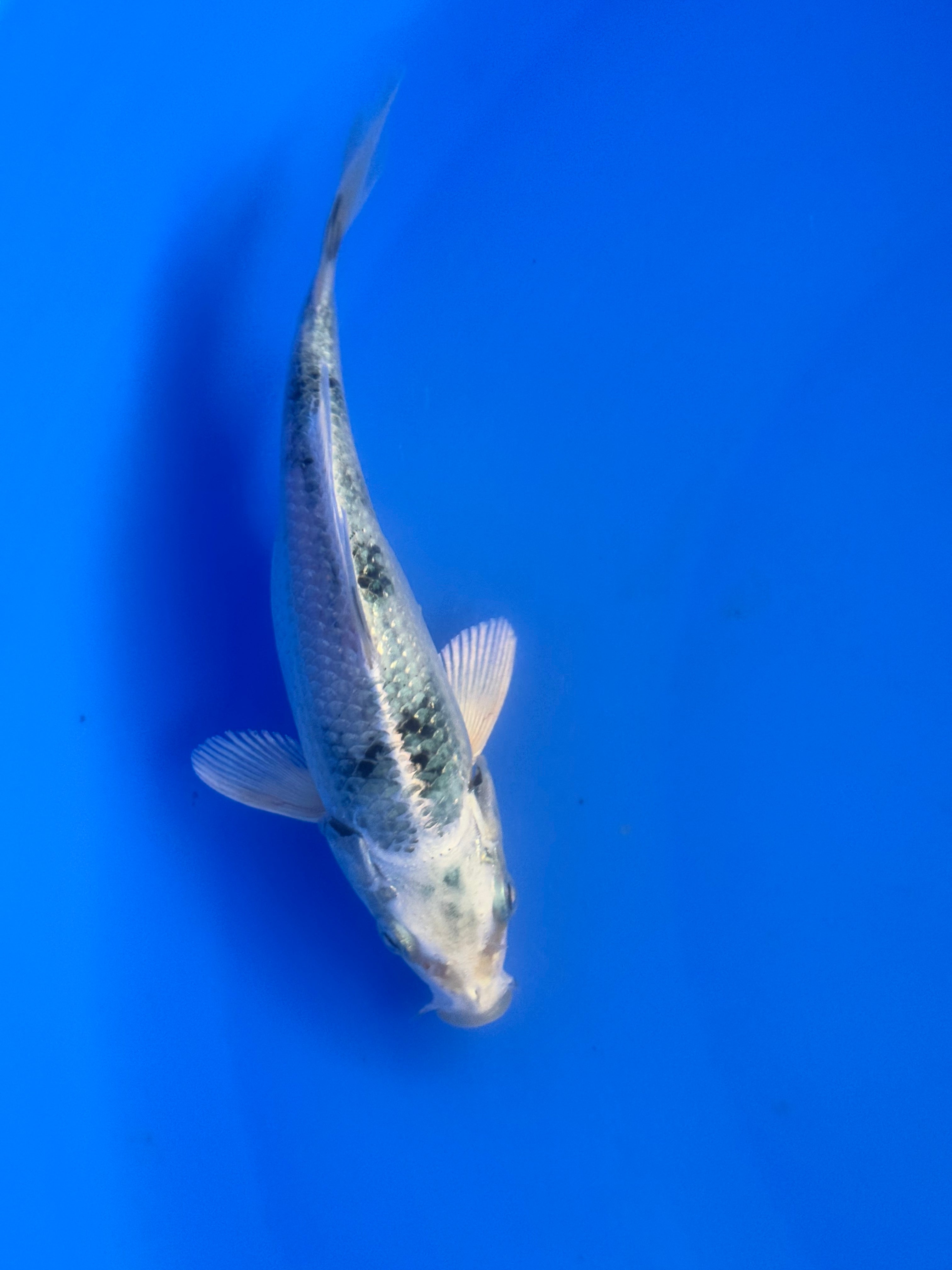Kin Shiro Utsuri – Koi Water Hyderabad
