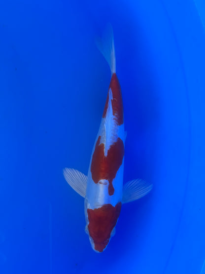 Kikusui