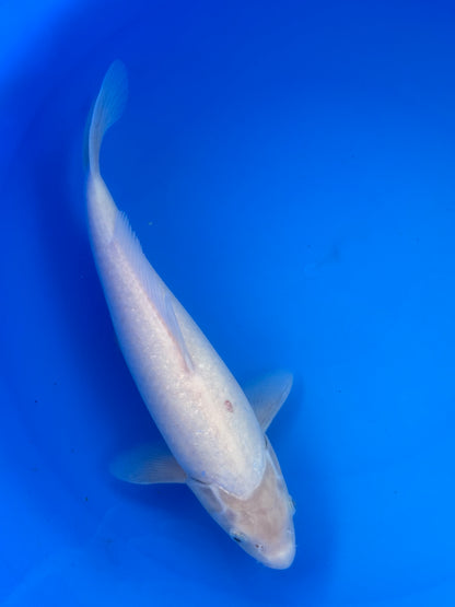 Kohaku