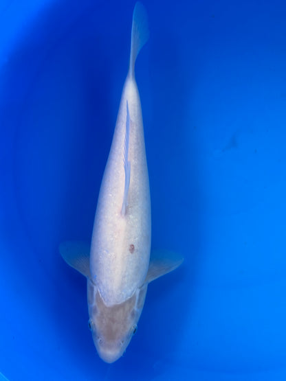 Kohaku