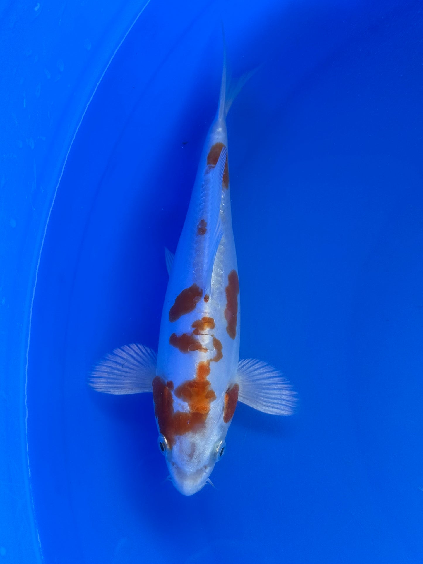 Kikusui