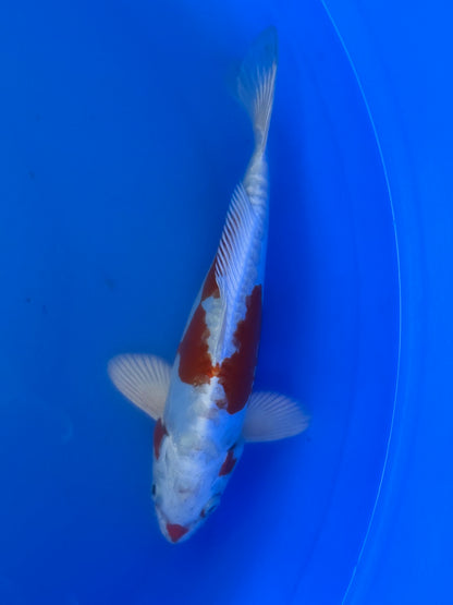 Kikusui