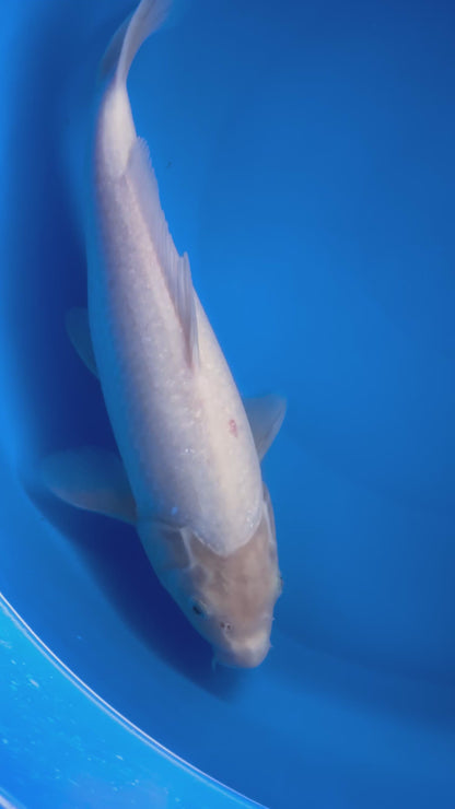 Kohaku