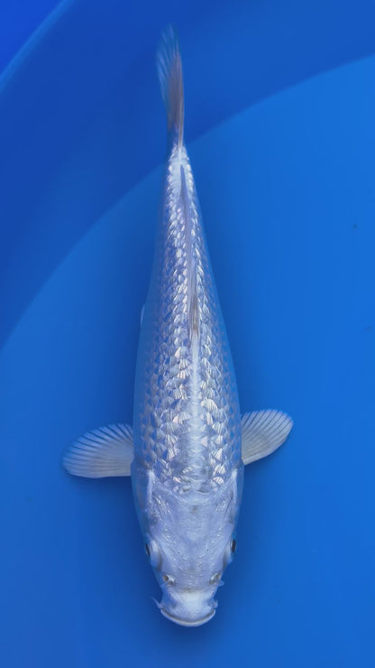 Gin Rin Platinum Ogon