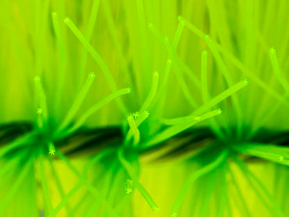 Mountain Tree Star Filter Brush – Advanced Pond & Aquarium Filtration